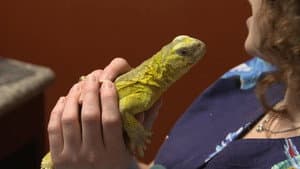 Lizard of Oz