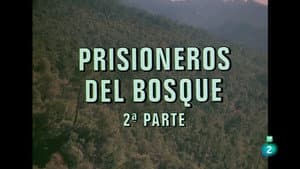 Prisoners of the Forest II