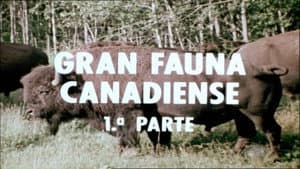 Great Canadian Wildlife I