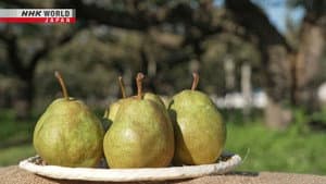 Pear