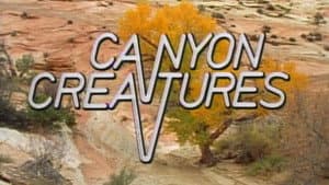 Canyon Creatures
