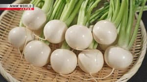 Turnip