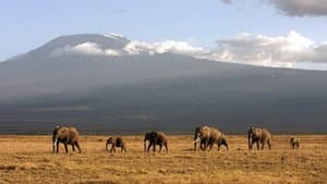 Echo of the Elephants - The Final Chapter?