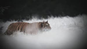 Most Astonishing Creatures