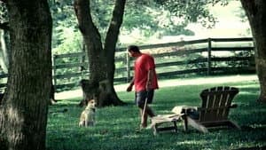 Tiger's Prints - Tiger's Spots