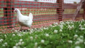 Chicken Lickin'