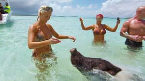 Swimming With Pigs