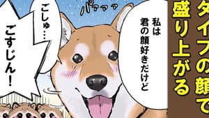 Fox Shiba and Tanuki Shiba 1 / Fox Shiba and Tanuki Shiba 2 / Snow White and Kaguya