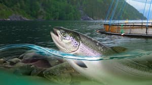 Norway's New Oil