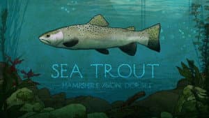 Sea Trout: Hampshire Avon, Dorset