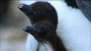 Penguins: Spy in the Huddle: First Steps