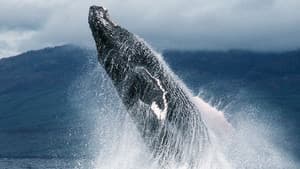 Fellowship of the Whales
