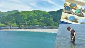 Nature's Treasure Hunt on a Niigata Beach