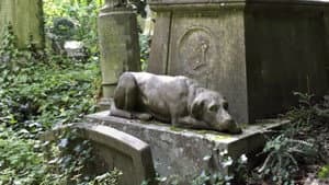 Ghost Dogs and More