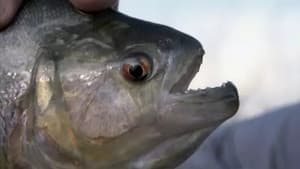 Piranha
