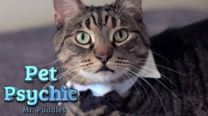 Mr. Puddles