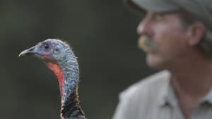 My Life as a Turkey