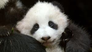 Pandas: Born To Be Wild