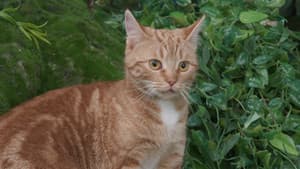Pants’ Cat Class
