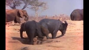 Tusker Territory