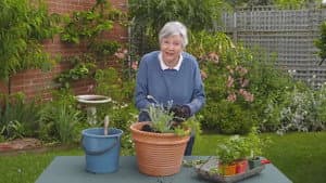 Episode 5 Mango, Grass Tree, Herbs, Indoor Plant & Light