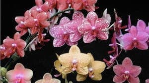 The Orchid Hunter