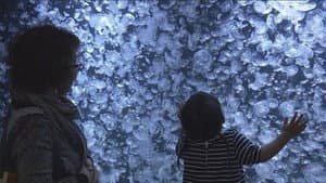 Jellyfish Wonderland