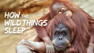 How the Wild Things Sleep