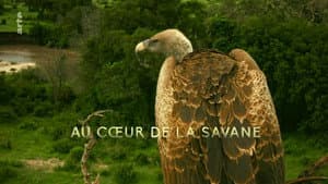 In The Heart of the Savanna