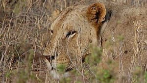 The Man-Eaters of Tsavo