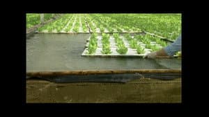 Hydroponic Lettuce, Construction Wood, Recycling, Fishing Flies
