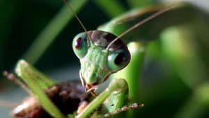 What Crickets Do You Have on Your Plate?