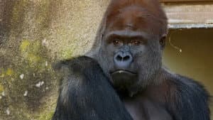 Gorilla Warfare