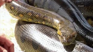 Serpent Soldiers