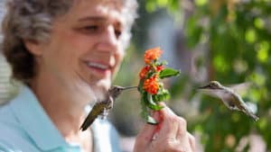 Hummingbirds of Hollywood