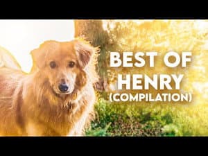 Best of Henry (Compilation)