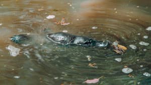 Rivers of Life
