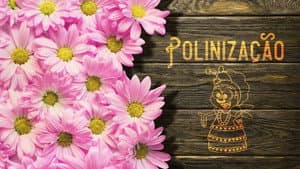 Pollination