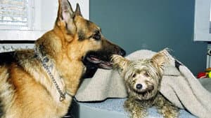 Four Legged Witness