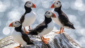 Puffins and Pilgrims