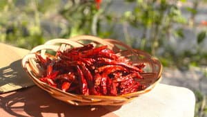 TOGARASHI PEPPER