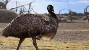 Journey of the Emu