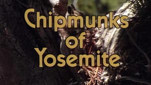 Chipmunks Of Yosemite