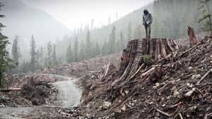 If a Tree Falls: A Story of the Earth Liberation Front