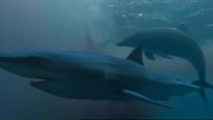 Saved By Dolphins