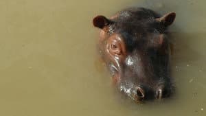 Cocaine Hippos