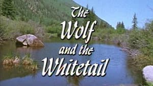 The Wolf and the Whitetail