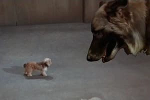 Every Dog Needs a Boy
