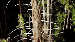 Can we save the trees?