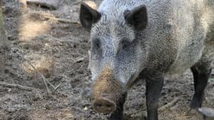 Pigzilla